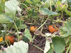 Pumpkins are filling out and beginning to harden off.